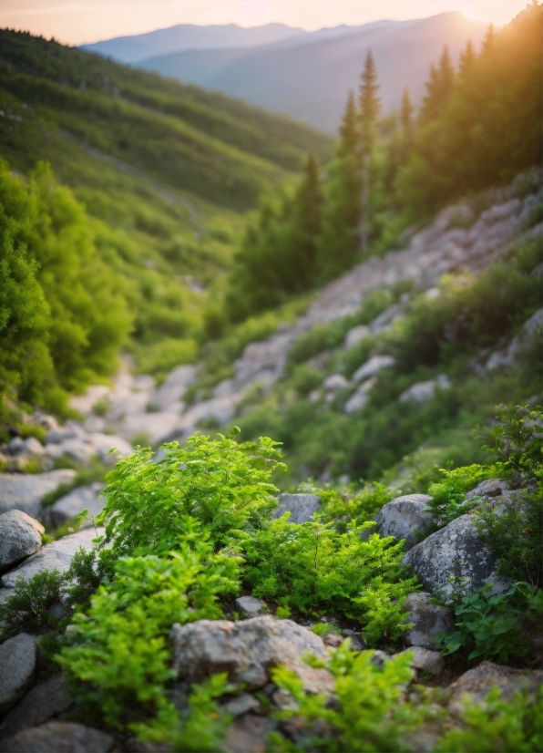 Plant, Mountain, Sky, Ecoregion, Tree, Green