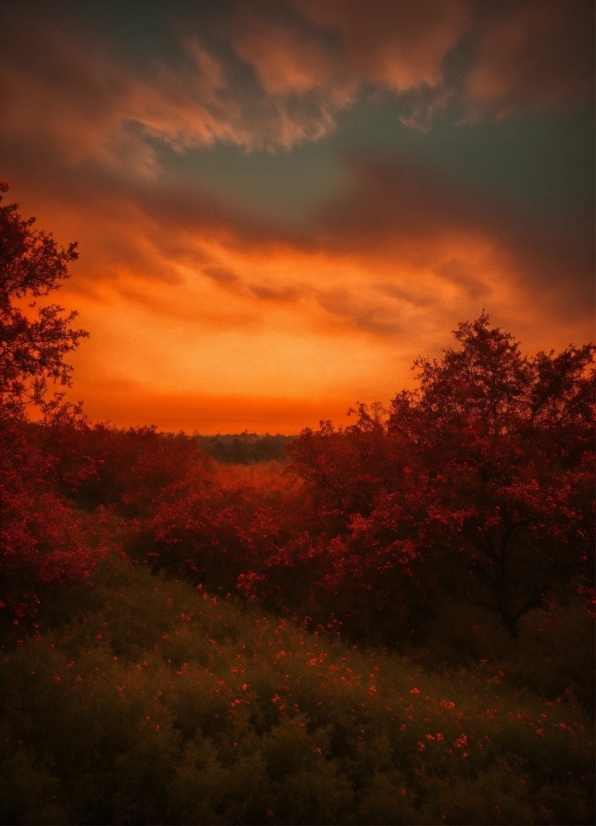 Cloud, Sky, Plant, Atmosphere, Orange, Natural Landscape