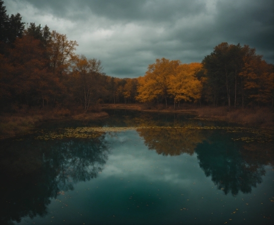 Cloud, Water, Sky, Plant, Natural Landscape, Tree