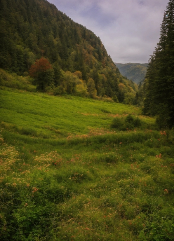 Cloud, Sky, Plant, Mountain, Natural Landscape, Tree