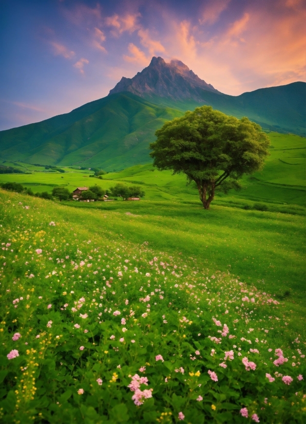 Flower, Cloud, Sky, Mountain, Plant, Green