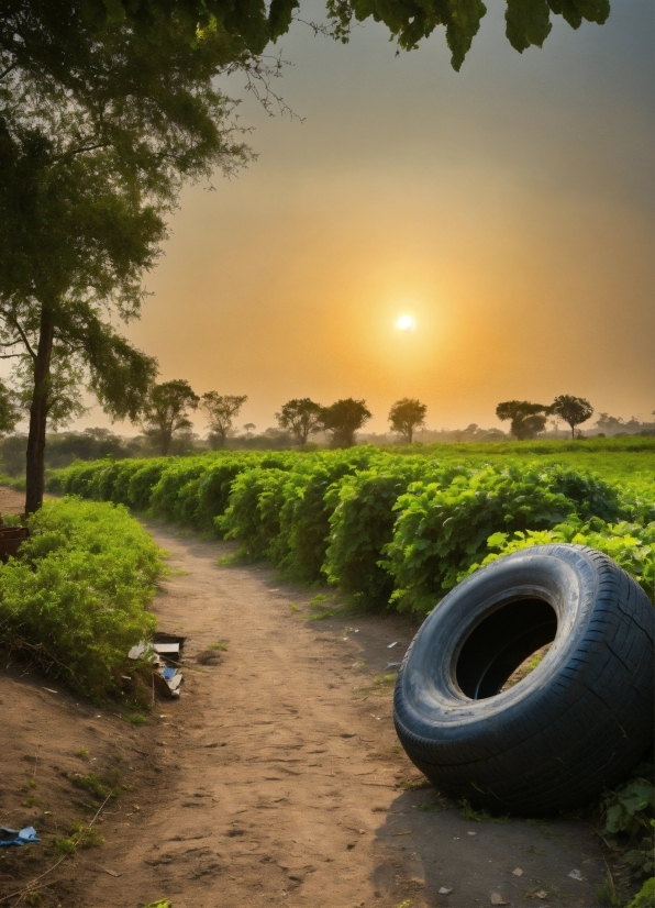 Plant, Sky, Tire, Cloud, Automotive Tire, Leaf