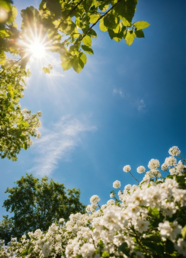 Sky, Flower, Daytime, Cloud, Plant, Light