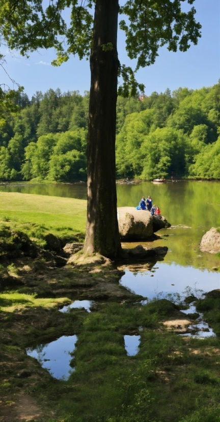 Water, Plant, Sky, Tree, Natural Landscape, Boats And Boating  Equipment And Supplies