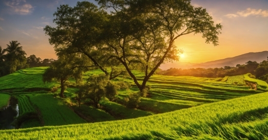 Sky, Plant, Cloud, Green, Tree, Natural Landscape