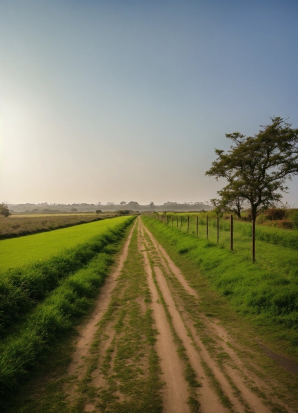 Sky, Plant, Natural Landscape, Land Lot, Tree, Grass