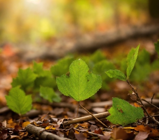 Plant, Wood, Terrestrial Plant, Natural Landscape, Twig, Grass