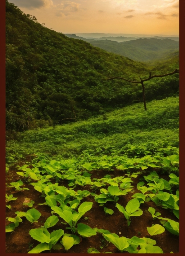 Cloud, Sky, Plant, Plant Community, Mountain, Leaf