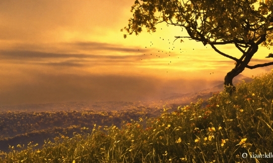 Flower, Sky, Cloud, Plant, Atmosphere, Natural Landscape