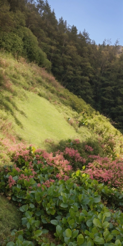 Flower, Plant, Natural Landscape, Vegetation, Tree, Sky