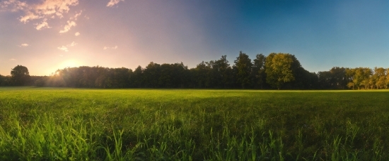 Sky, Plant, Cloud, Natural Landscape, Grass, Tree