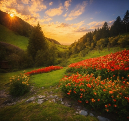 Flower, Cloud, Sky, Plant, Plant Community, Mountain