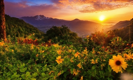 Flower, Cloud, Sky, Plant, Mountain, Plant Community