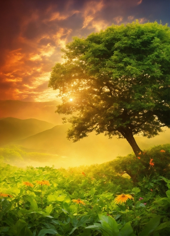 Plant, Cloud, Flower, Atmosphere, Sky, People In Nature