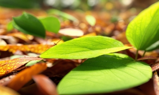 Plant, Terrestrial Plant, Twig, Tints And Shades, Flowering Plant, Deciduous