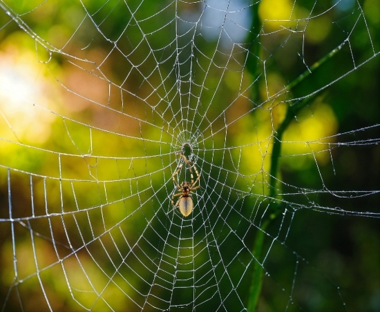 Plant, Arthropod, Nature, Insect, Organism, Terrestrial Plant