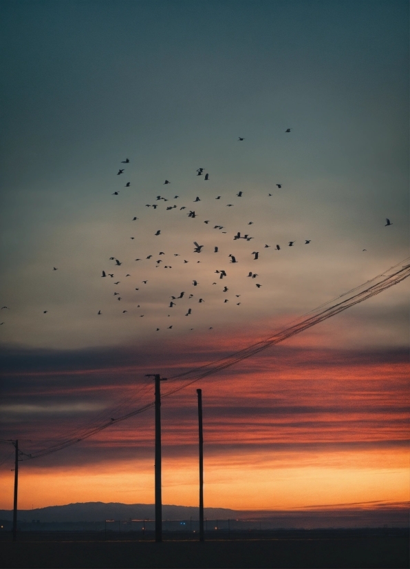 Bird, Sky, Cloud, Atmosphere, Afterglow, Ecoregion