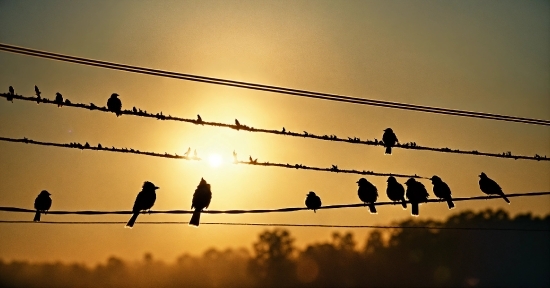 Bird, Sky, Atmosphere, Vertebrate, Branch, Afterglow