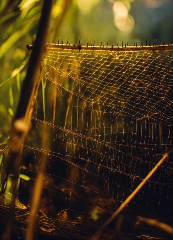 Wood, Mesh, Branch, Sky, Plant, Grass