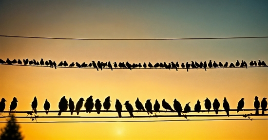 Bird, Sky, Afterglow, Morning, Horizon, Sunset