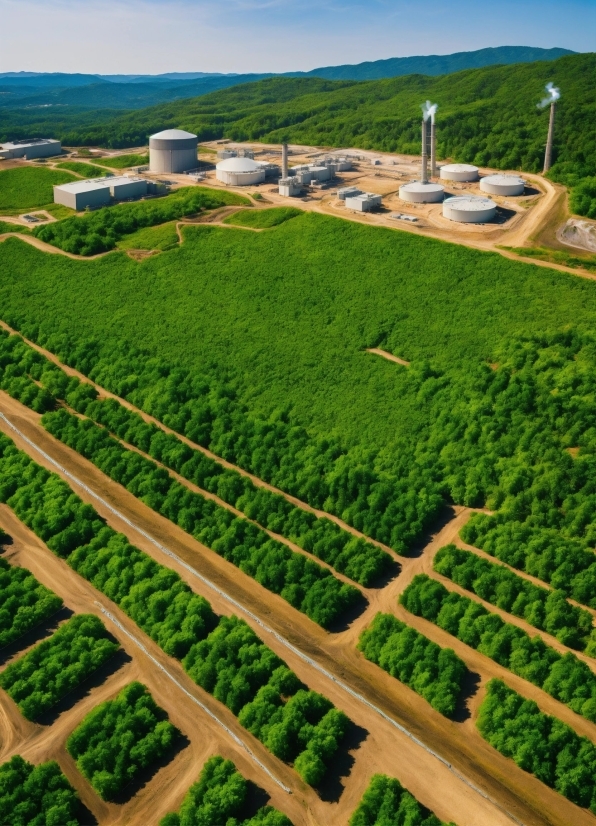 Plant, Sky, Nature, Green, Land Lot, Natural Landscape