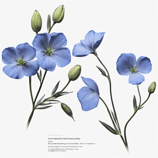 Flower, Plant, Petal, Azure, Botany, Flowering Plant