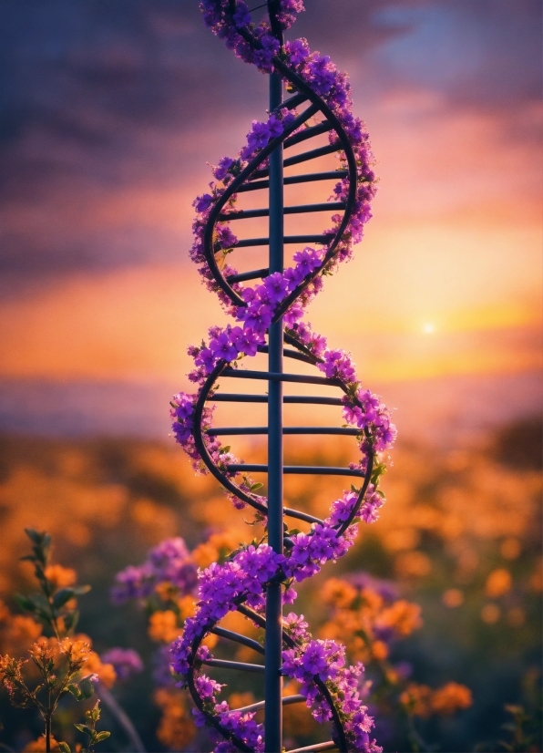 Flower, Sky, Cloud, Purple, Plant, Dusk