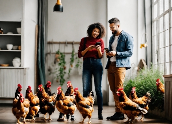 Jeans, Bird, Photograph, Chicken, Phasianidae, Plant