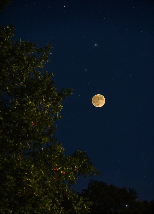 Sky, Moon, Natural Landscape, Astronomical Object, Twig, Moonlight