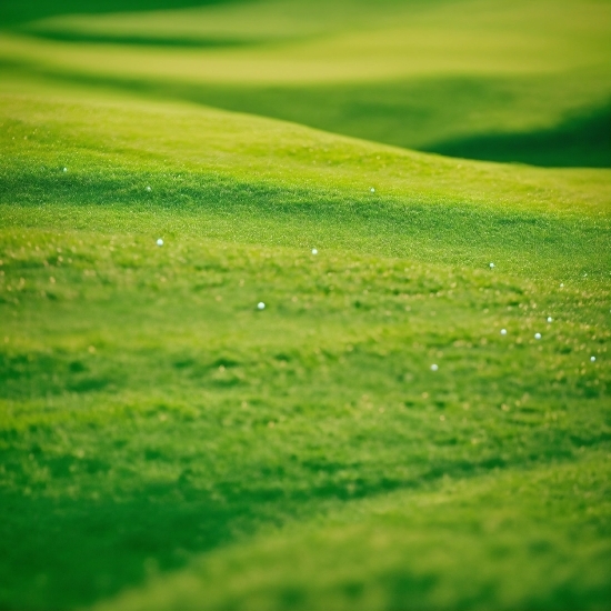 Green, Natural Landscape, Grass, Plain, Terrestrial Plant, Grassland